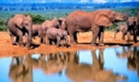 Addo Elephant Park Day Tour